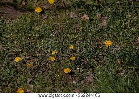 Yellow Dandelions. Bright Flowers Dandelions On Background Of Green Spring Meadows.