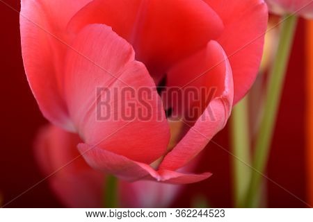 Spring Flowers Banner. Pink Tulip Flowers On Abstract Background. Close Up
