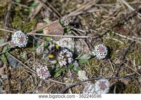 White-tailed Bumble Bee, Bombus Lucorum, On Noccaea Caerulescens