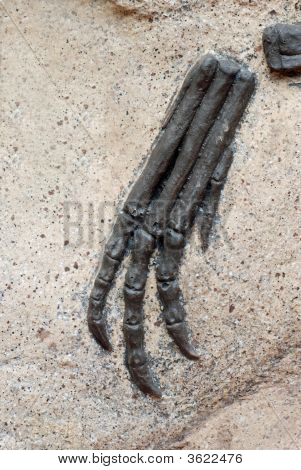 Fossil Claw