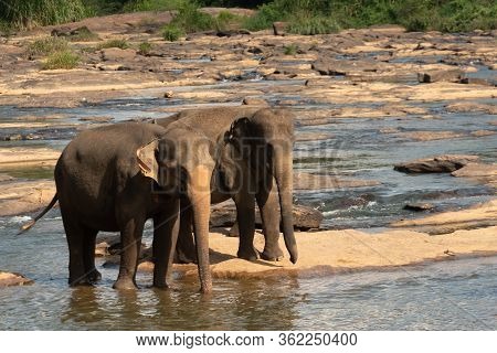 Pinnawala Elephant Orphanage Is An Orphanage, Nursery And Captive Breeding Ground For Wild Asian Ele