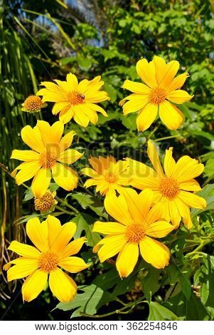 Schweinitz's Sunflower