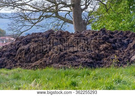 Large Mound Of Cow Manure In A Field