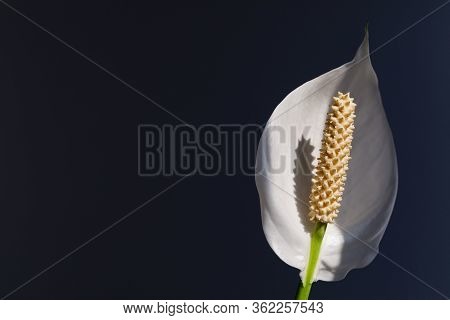 Houseplant - Spathiphyllum. Beautiful Peace Lily Spathiphyllum With Leaves In Dark Background. Bloom
