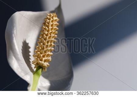 Houseplant - Spathiphyllum. Beautiful Peace Lily Spathiphyllum With Leaves In Dark Background. Bloom