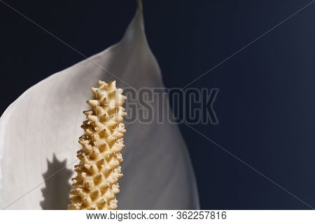 Houseplant - Spathiphyllum. Beautiful Peace Lily Spathiphyllum With Leaves In Dark Background. Bloom