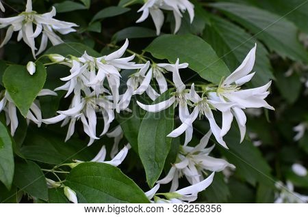 Close Up Of Jasmine (philadelphus Falconeri) Flowers In A Garden