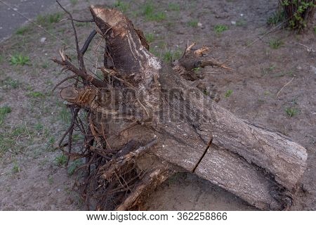 Fallen Tree. Torn Tree Root. A Torn Tree With Roots From Under The Ground Lies On The Ground In Leav