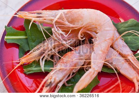 กุ้ง