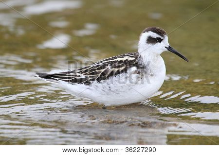 Red-necked Phalarope (phalaropus Lobatus)