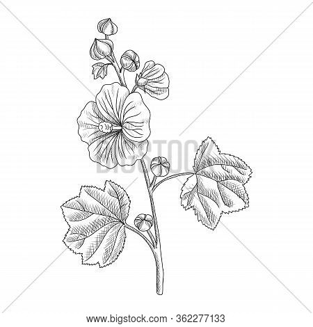 Vector Drawing Hollyhock Plant, Alcea Rosea, Hand Drawn Illustration