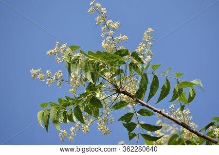 Medicinal Ayurvedic Azadirachta Indica Or Neem Leaves And Flowers. Very Powerful Indian Medicinal Tr