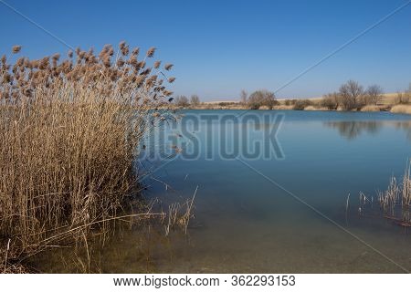 Calm Almost Spring Day. Lake Of A Bright Blue Color, The Same As Sky. Reed On The Coast. Nature On T