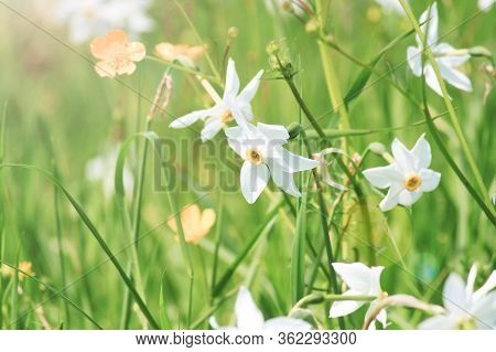 Nature Landscape With Flowering Meadow Of White Wild Growing Narcissus Flowers. Narcissus Valley In 