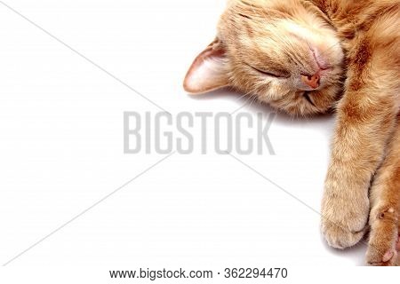 A Sleeping Red Cat Is Isolated On A White Background. Close Up. Euthanization Of Pets. Anesthesia Fo