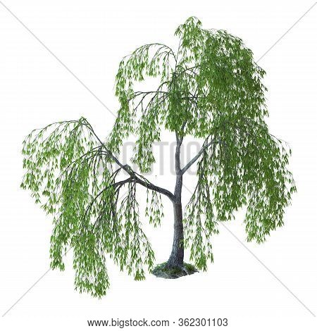 3D Rendering Willow Tree On White