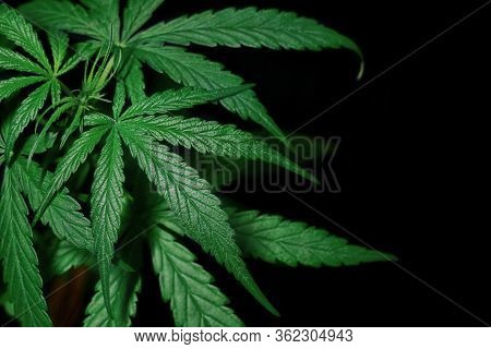 Marijuana Leaves, Cannabis On A Dark Background, Beautiful Background, Indoor Cultivation. Medical C