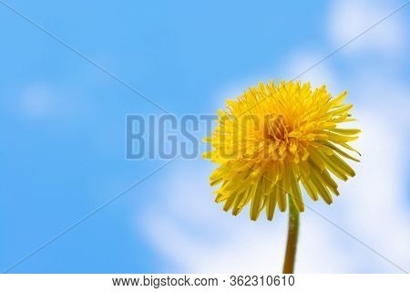 Spring Flowers. Dandelion Flower On A Background Of Blue Sky. Beautiful Background. Medicinal Dandel