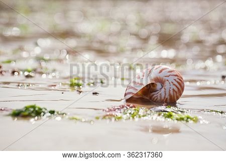 Great British summer  beach with nautilus pompilius sea shell
