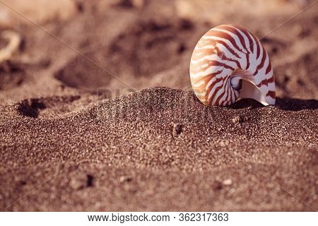 nautilus pompilius sea shell seashell on black sand beach, Isle of Wight