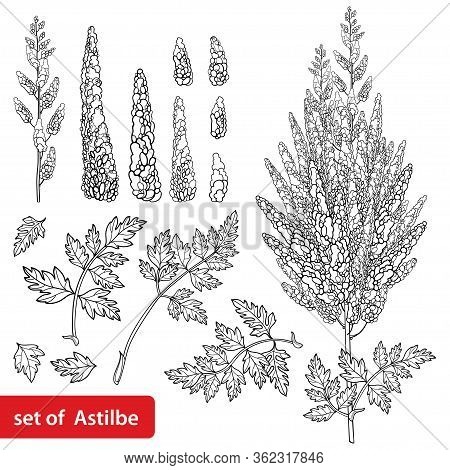 Vector Set With Outline Astilbe Or Astilba Or False Spirea Flower Bunch And Leaf In Black Isolated O