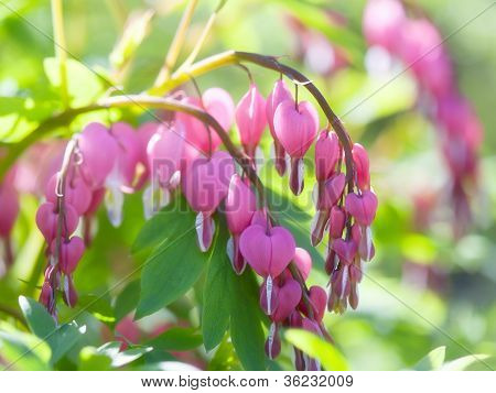 Bleeding Heart flower