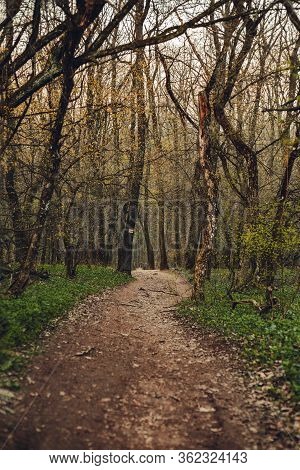 Image - Amazing Colorful Forest In Europe With A Lot Of Trees And Foliage At Evening.  Broken And  F