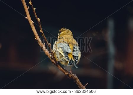 Close Up Of Yellowhammer (emberiza Citrinella) Is Sitting On The Branch - Photo With Dark Black Back