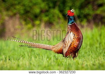 Proud Male Of Common Pheasant Lekking On The Meadow During Mating Season