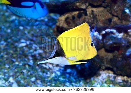 The Yellow Longnose Butterflyfish Forcipiger Flavissimus Or Forceps Butterflyfish, Is A Species Of M