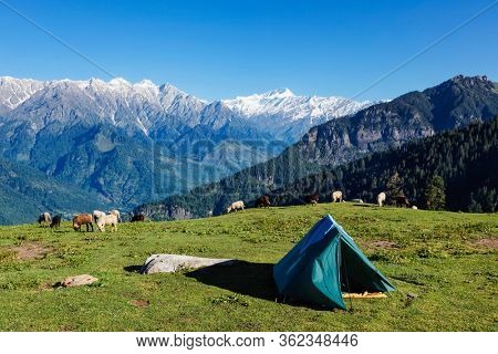 Tent in Himalayas mountains with flock of sheep grazing. Kullu Valley, Himachal Pradesh, India
