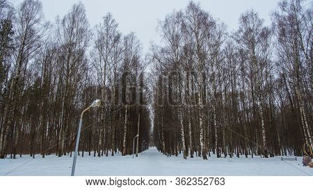 Forest, Birches Park With Different Colors, Dense Vegetation, Winter Time, Mystical Environment. 
Wh