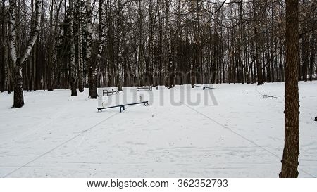 Forest, Birches Park With Different Colors, Dense Vegetation, Winter Time, Mystical Environment. 
Wh