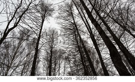 Forest, Birches Park With Different Colors, Dense Vegetation, Winter Time, Mystical Environment. 
Wh
