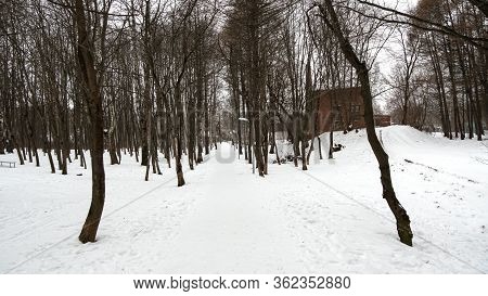 Forest, Birches Park With Different Colors, Dense Vegetation, Winter Time, Mystical Environment. 
Wh