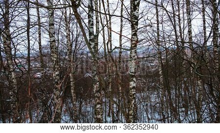 Forest, Birches Park With Different Colors, Dense Vegetation, Winter Time, Mystical Environment. 
Wh