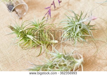 Tillandsia Air Plants On A Natural Background