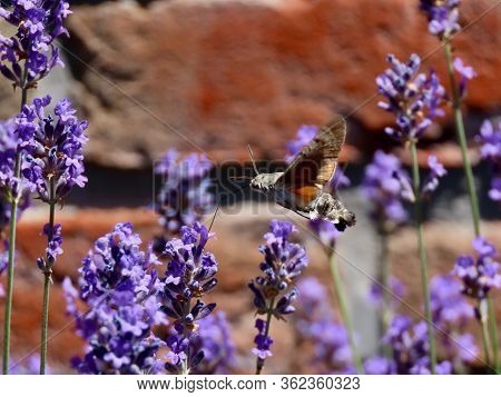 Humming-bird Hawk-moth Flying And Drinking Nectar From Lavender Flower With Thin Long Tongue. Blurre