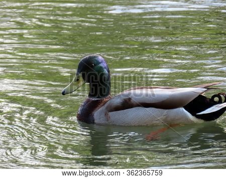 Ducks On Small Lakes Or Ponds Along The Glatt River - Zürich (zuerich Or Zurich), Switzerland (schwe