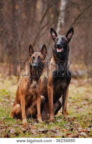 zwei sÃ¼ÃŸe Hunde sitting auf dem Rasen