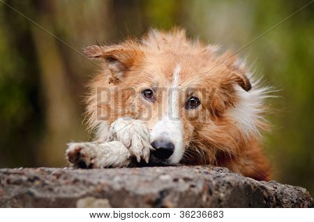 traurig rot Border collie