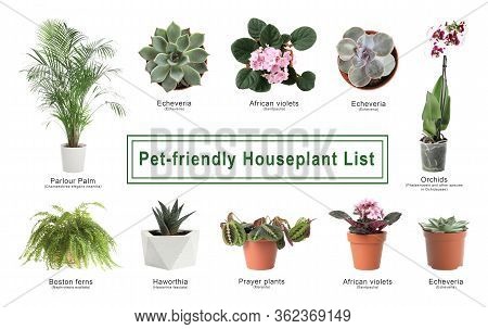 List Of Pet-friendly Houseplants On White Background