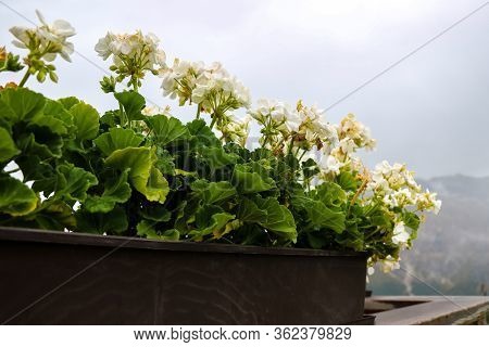 Close Up Of Pelargonium Flowers In The Garden
