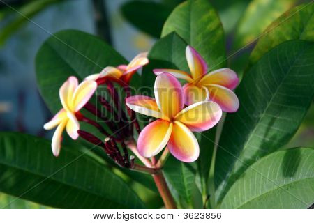 Hawaiian Plumeria blomster