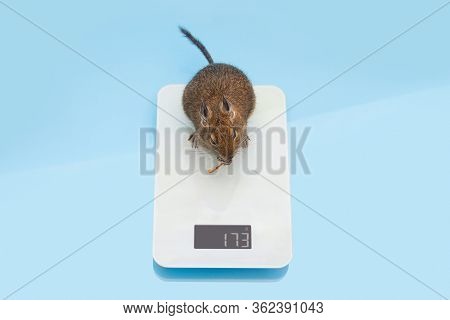 Mouse On Libra