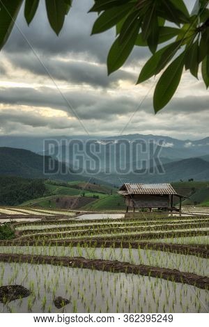 The Scenery Of Pa Bong Piang Terraced Rice Fields In Sunset Time In Cloudy Day At Maecham, Chiang Ma