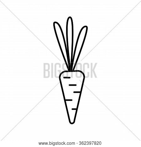 Vector silhouette of carrots on a white background, healthy and balanced diet. Vegetable culture in the garden. Flat design of the item without filling. Vector and stock illustration.