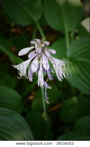 Tropisk blomst