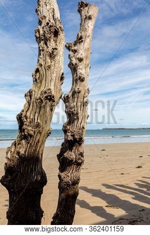 Big Breakwater, 3000 Trunks To Defend The City From The Tides, Plage De L Eventail Beach In Saint-ma