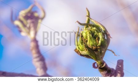 Buds Of Pear Tree. Young Green Leaves Blooming On The Tree. Unblown Bud Of Fruit Tree In Spring. Spr